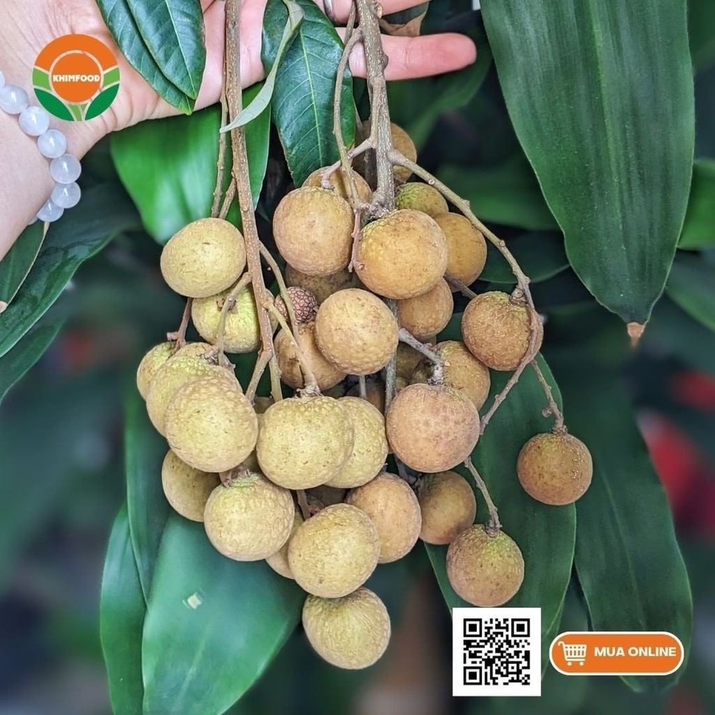 Nhãn Đường Phèn