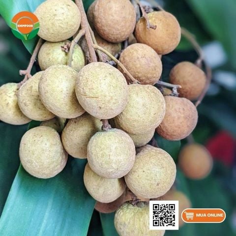 Nhãn Đường Phèn