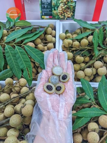 Nhãn Lồng Hưng Yên