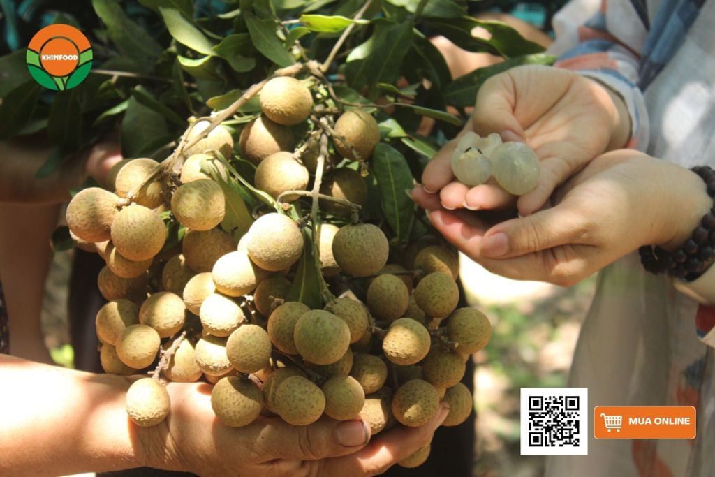 Nhãn Lồng Hưng Yên