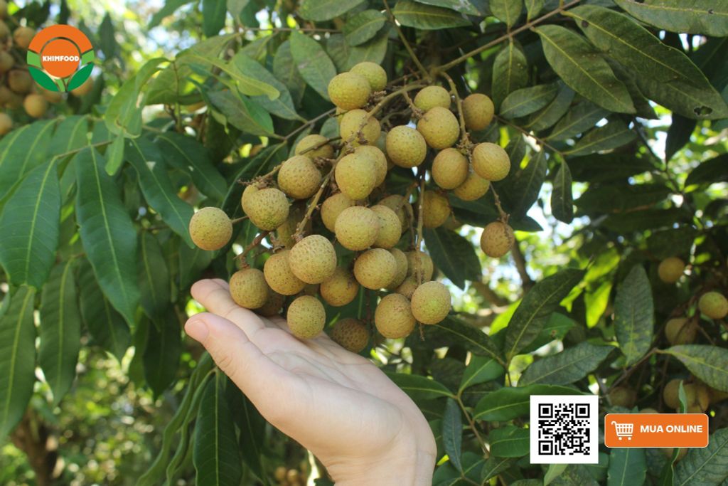 Nhãn Lồng Hưng Yên