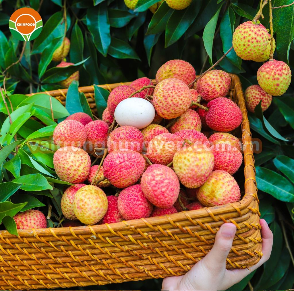 Vải Trứng Hưng Yên