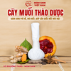 Cây Muối Thảo Dược