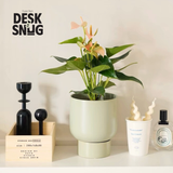 Chậu cây gốm sứ để bàn phong cách hiện đại | Chậu cây chất liệu gốm sứ trang trí bàn làm việc