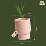 Chậu cây gốm sứ để bàn phong cách hiện đại | Chậu cây chất liệu gốm sứ trang trí bàn làm việc