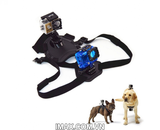 Dây đeo gắn Gopro cho Chó