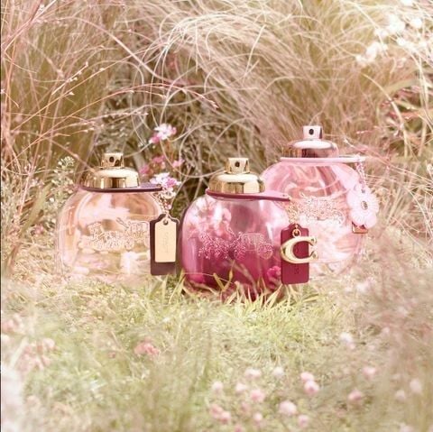 Nước hoa nữ Coach Wild Rose EDP 30ml