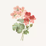 Kem Dưỡng Da Tay Panier Des Sens Hương Hoa Hồng Phong Lữ 75ml Rose Geranium Absolute Floral Elixir Hand Cream