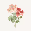 Kem Dưỡng Da Tay Panier Des Sens Hương Hoa Hồng Phong Lữ 75ml Rose Geranium Absolute Floral Elixir Hand Cream