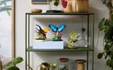  Lego Ideas The Insect Collection Bộ Sưu Tập Côn Trùng 21342 
