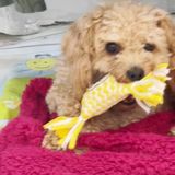  Giá Đỡ Điện Thoại Nhựa 