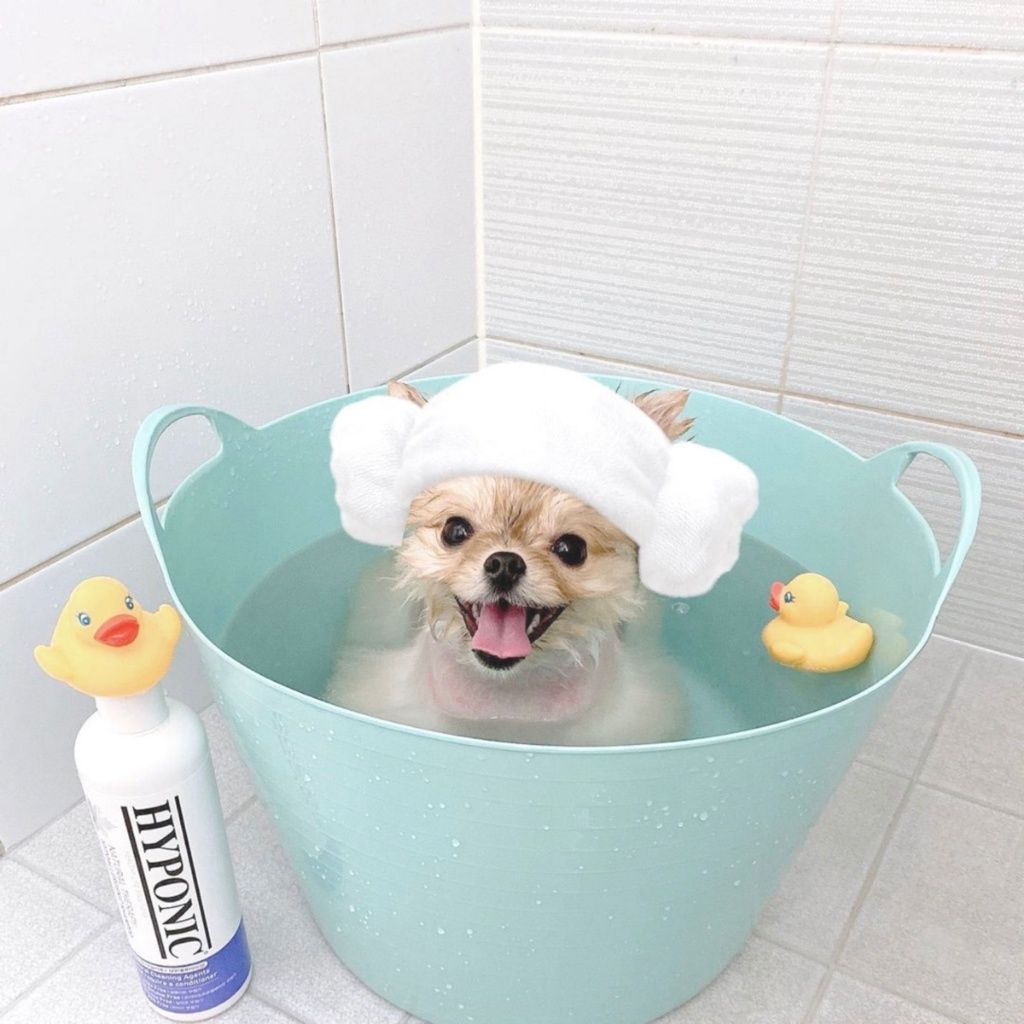  Sữa tắm cho chó cao cấp HYPONIC Hypoallergenic, làm dày & phồng lông 