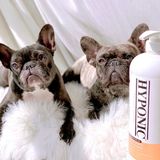  Sữa tắm cho chó cao cấp HYPONIC Hypoallergenic, dành cho chó con & chó lông ngắn 