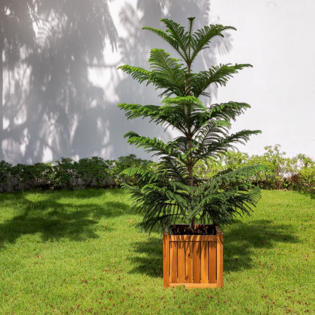 Chậu Hoa Gỗ Vuông - Flower Box