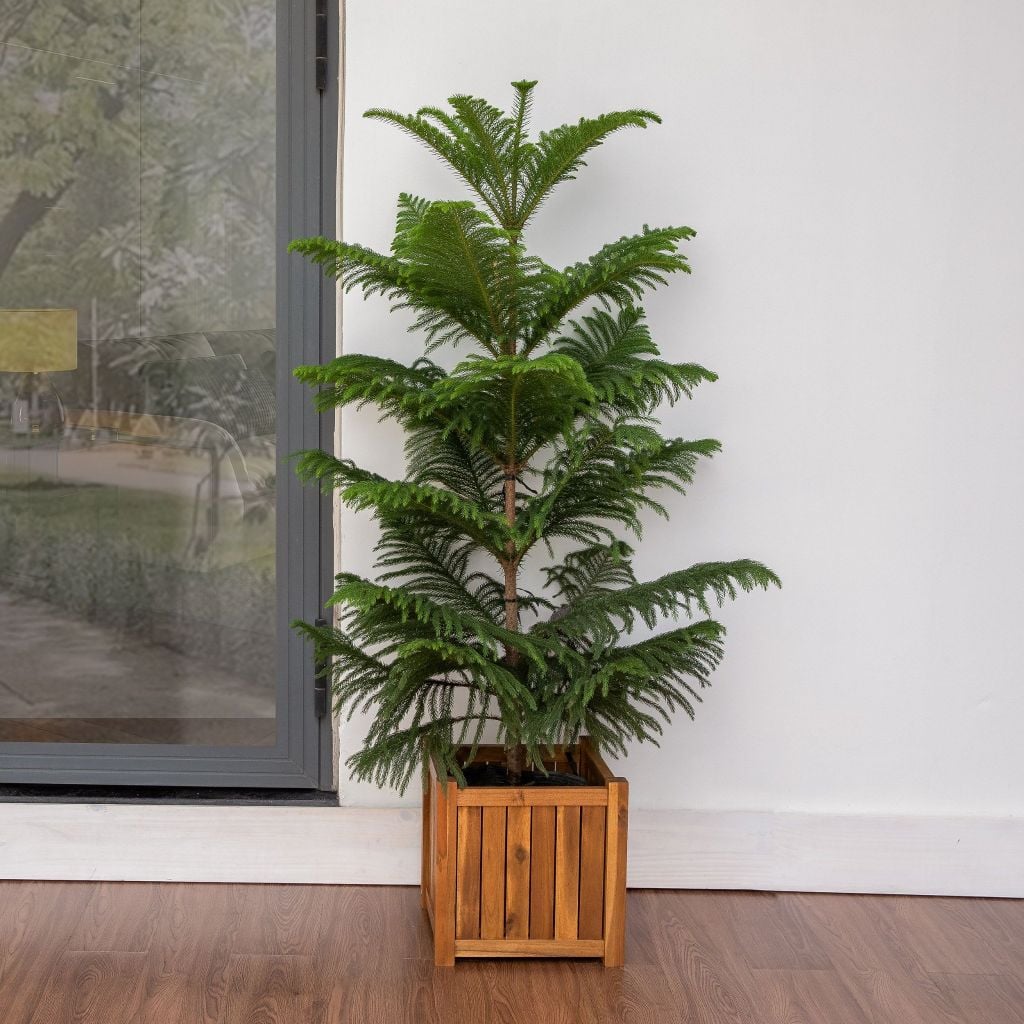 Chậu Hoa Gỗ Vuông - Flower Box