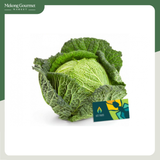 Bắp Cải Xoăn Savoy Cabbage Ant Farm