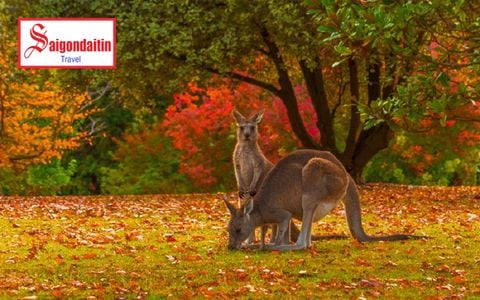 [Tour 02/09 Quốc Khánh] Australia 7 ngày 6 đêm