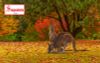 [Tour 02/09 Quốc Khánh] Australia 7 ngày 6 đêm