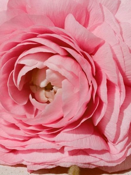 Nước Hoa Nữ Burberry Her Eau de Parfum 100ml - Hàng Pháp