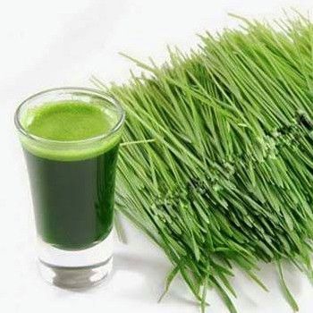 (Date 2026) Bột Lúa Non Vàng 46 gói Golden Barley Nhật Bản/ Bột lúa mạch non Grass Barley