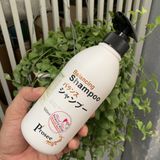 Chính hãng  Cặp gội xả dành cho tóc gàu, dầu, nhanh bết, và hay rụng tóc Prosee Balancing AS13/AC13 500mlx2
