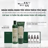 Huyết thanh kích mọc và làm dày tóc Weilaiya Ginger Hair Root Nourishing Essence 5mlx8 [ New ]