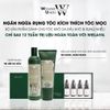Huyết thanh kích mọc và làm dày tóc Weilaiya Ginger Hair Root Nourishing Essence 5mlx8 [ New ]