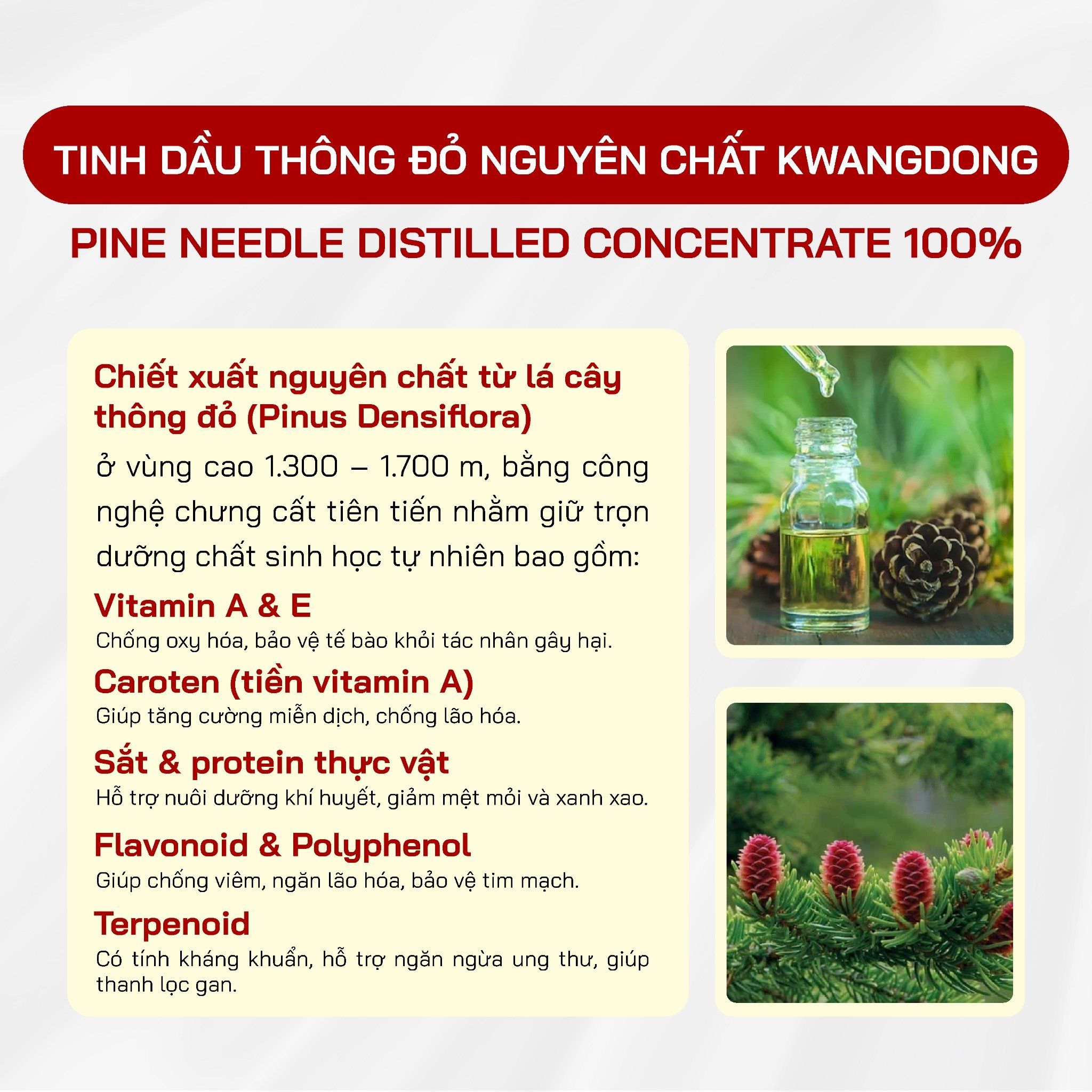  Tinh Dầu Thông Đỏ Kwangdong 