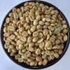  Honey Robusta 