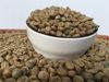 Cà phê Đặc Sản Arabica Chế Biến Yếm Khí - Specialty Anaerobics Arabica S14+ 16+