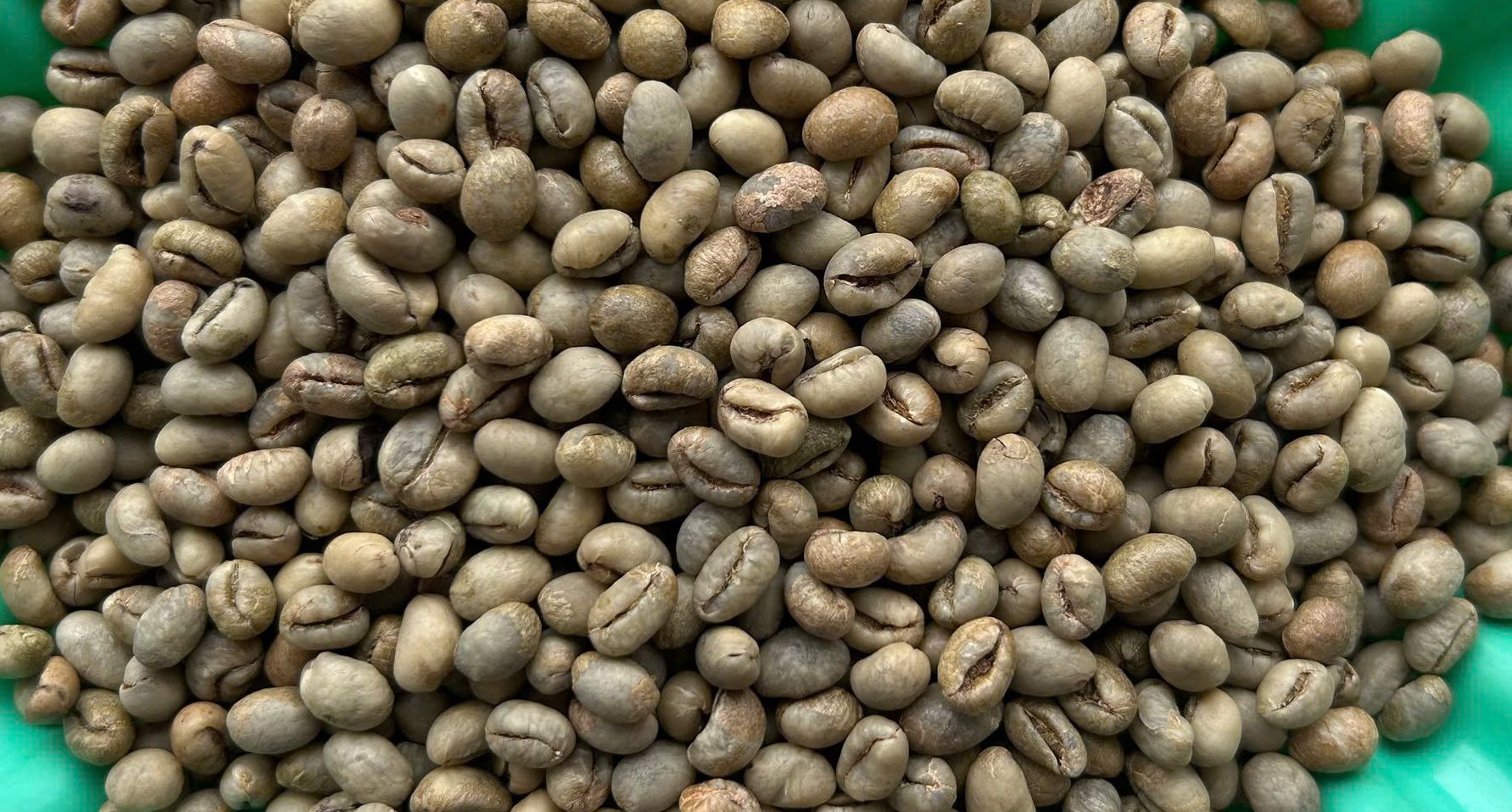  Robusta Culi chế biến ướt - Washed Culi Robusta S16+ 