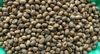 Robusta Culi chế biến ướt - Washed Culi Robusta S16+