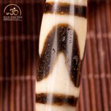  Dzi răng cọp 1 vòng 36x11mm 