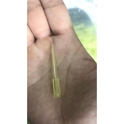 Đầu col vàng không khía (túi 1000 cái)