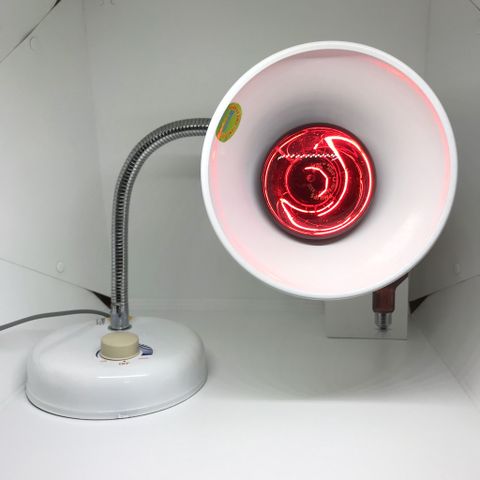BÓNG HỒNG NGOẠI PHILIPS 150W 100W