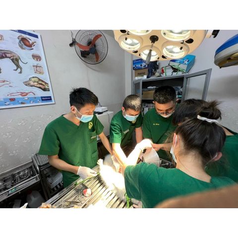 Đèn Mổ Đèn Phẫu Thuật Treo Trần 4 Bóng LED , 5 Bóng LED