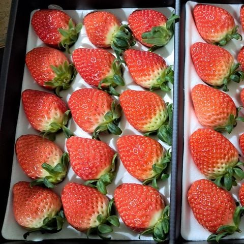  Dâu Tây Hàn Quốc Vip 