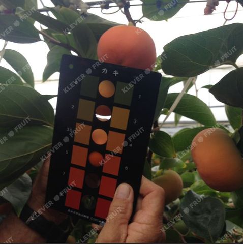  Hồng Hot House New Zealand 