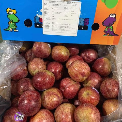  Mận Autumn Honey Úc 