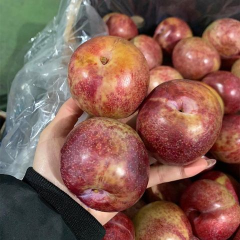  Mận Autumn Honey Úc 