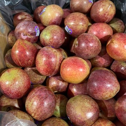  Mận Autumn Honey Úc 