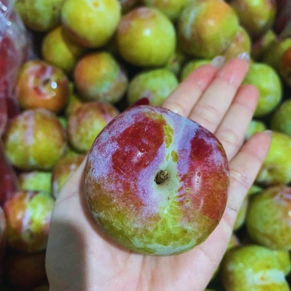 Mận Úc October Sun tại Hoàng Giang Fruit