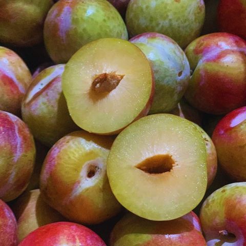  Mận Úc October Sun 