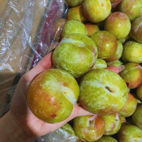 Mận Úc October Sun tại Hoàng Giang Fruit