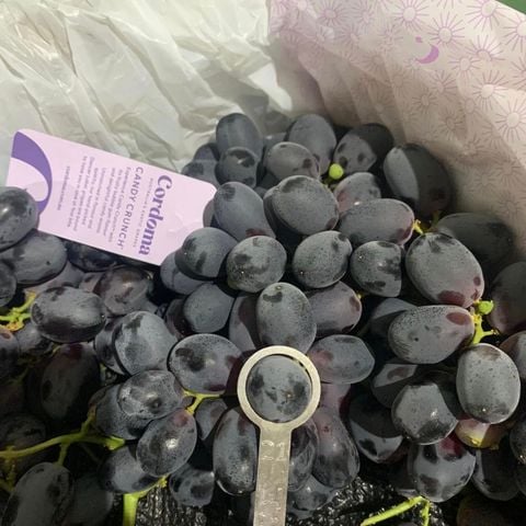  Nho Đen Kẹo Candy Crunch Úc 