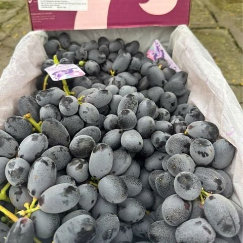  Nho Đen Kẹo Candy Crunch Úc 