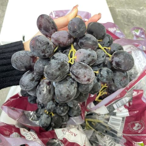  Nho Đen Không Hạt Úc 