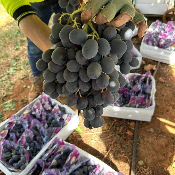 Nho Đen Không Hạt Úc