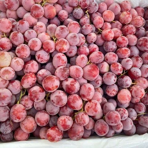  Nho Đỏ Có Hạt Úc 