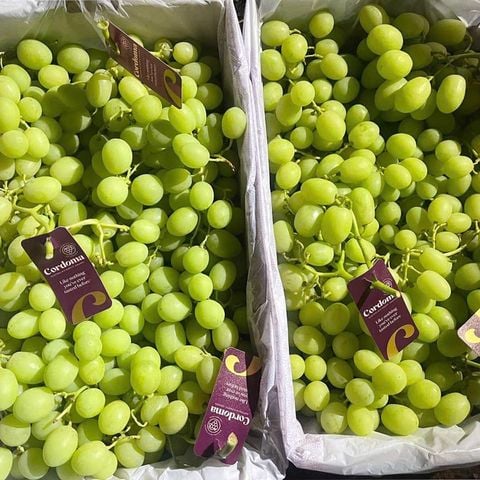  Nho Xanh Không Hạt Úc 